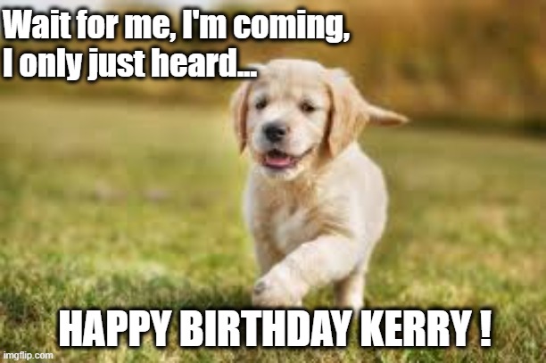 Happy Birthday Kerry |  Wait for me, I'm coming, 
I only just heard... HAPPY BIRTHDAY KERRY ! | image tagged in kerry,birthday,lab,puppy | made w/ Imgflip meme maker