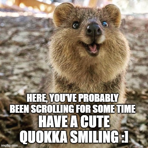 The El | HERE, YOU'VE PROBABLY BEEN SCROLLING FOR SOME TIME; HAVE A CUTE QUOKKA SMILING :] | image tagged in quokka | made w/ Imgflip meme maker