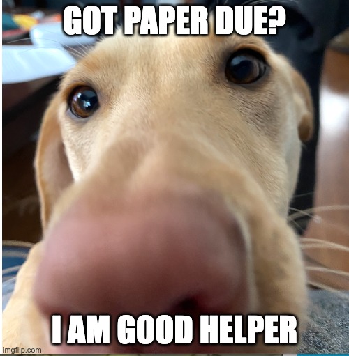 Got paper due | GOT PAPER DUE? I AM GOOD HELPER | image tagged in dog,homework | made w/ Imgflip meme maker