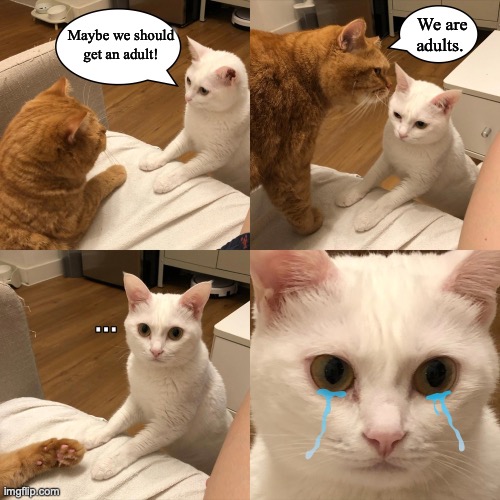 When did that happen!? I was 15 yesterday! | We are adults. Maybe we should get an adult! | image tagged in cats | made w/ Imgflip meme maker