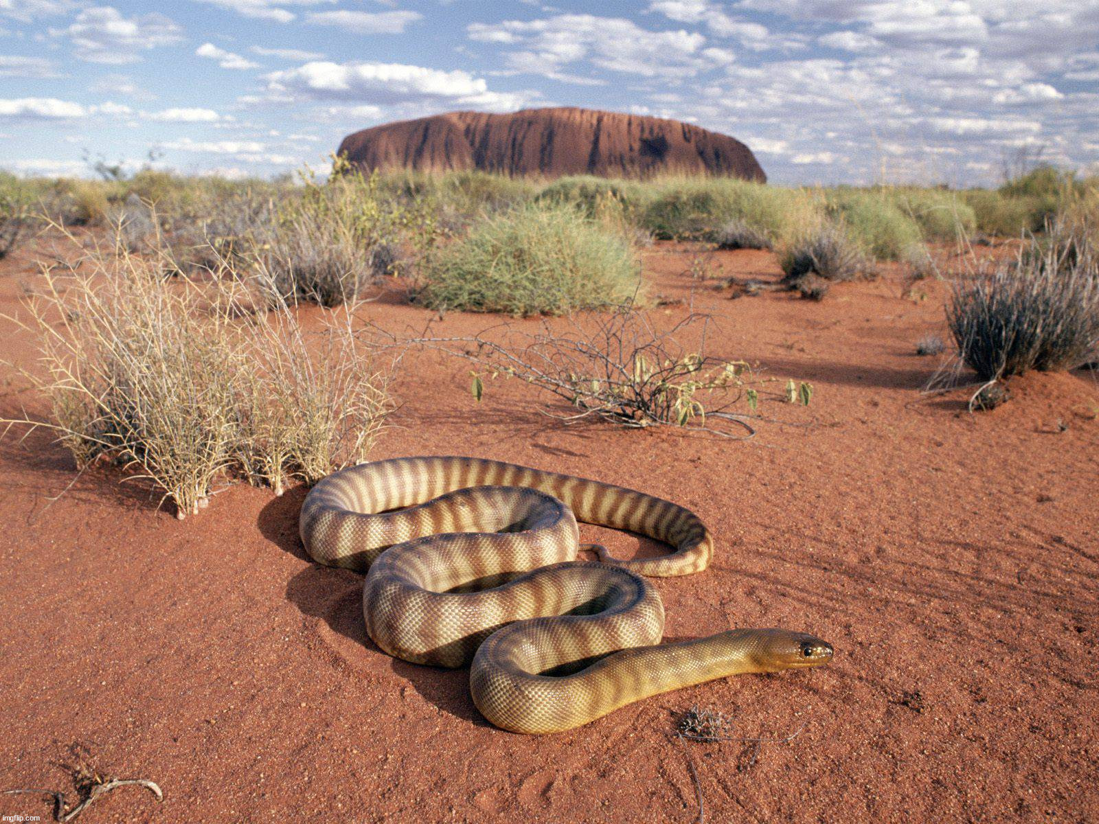 In Australia | image tagged in awesome | made w/ Imgflip meme maker