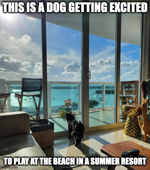 Dog Seeing the Beach For the First Time | THIS IS A DOG GETTING EXCITED; TO PLAY AT THE BEACH IN A SUMMER RESORT | image tagged in dogs,beach,memes | made w/ Imgflip meme maker