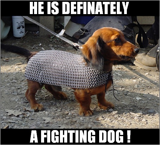 An Armoured Pooch ! | HE IS DEFINATELY; A FIGHTING DOG ! | image tagged in dogs,armour,chainmail,fighting | made w/ Imgflip meme maker