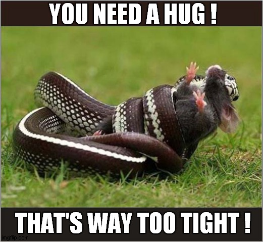 Snake 'Comforts' Rat ! | YOU NEED A HUG ! THAT'S WAY TOO TIGHT ! | image tagged in nature,snake,rat,dark humour | made w/ Imgflip meme maker