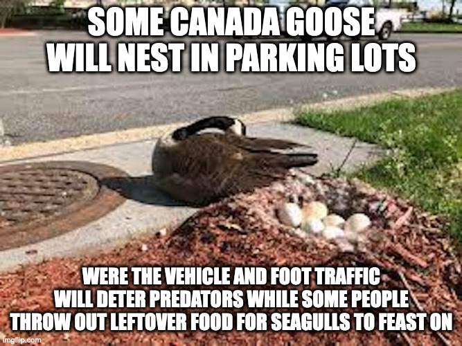 Canada Goose in Parking Lot | SOME CANADA GOOSE WILL NEST IN PARKING LOTS; WERE THE VEHICLE AND FOOT TRAFFIC WILL DETER PREDATORS WHILE SOME PEOPLE THROW OUT LEFTOVER FOOD FOR SEAGULLS TO FEAST ON | image tagged in goose,memes | made w/ Imgflip meme maker