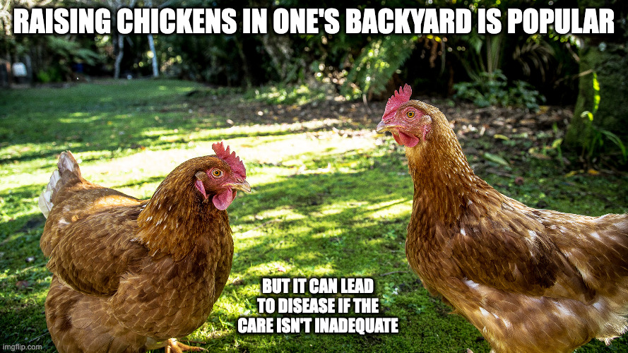 Chickens in Backyard | RAISING CHICKENS IN ONE'S BACKYARD IS POPULAR; BUT IT CAN LEAD TO DISEASE IF THE CARE ISN'T INADEQUATE | image tagged in chickens,backyard,memes | made w/ Imgflip meme maker