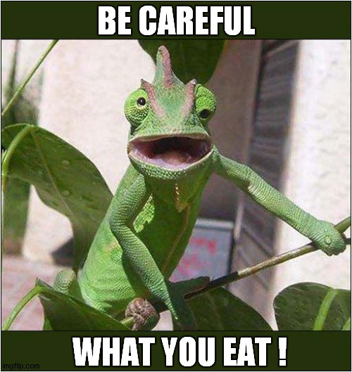 Spaced Out Chameleon ! | BE CAREFUL; WHAT YOU EAT ! | image tagged in chameleon,too damn high,front page | made w/ Imgflip meme maker