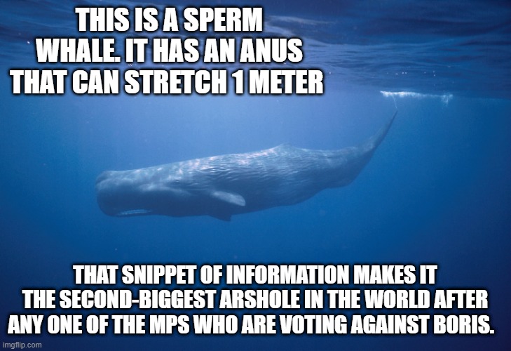 THIS IS A SPERM WHALE. IT HAS AN ANUS THAT CAN STRETCH 1 METER; THAT SNIPPET OF INFORMATION MAKES IT THE SECOND-BIGGEST ARSHOLE IN THE WORLD AFTER ANY ONE OF THE MPS WHO ARE VOTING AGAINST BORIS. | made w/ Imgflip meme maker