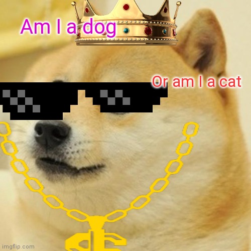 Fancy dog or cat | Am I a dog; Or am I a cat | image tagged in cats | made w/ Imgflip meme maker