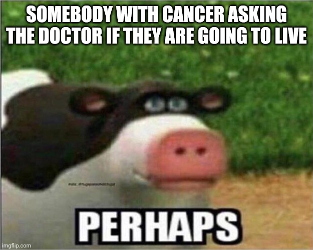 Cancer Cow | SOMEBODY WITH CANCER ASKING THE DOCTOR IF THEY ARE GOING TO LIVE | image tagged in perhaps cow | made w/ Imgflip meme maker
