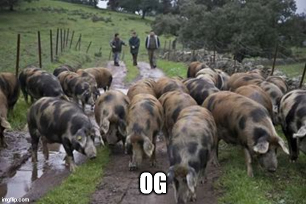 porcos | OG | image tagged in porcos | made w/ Imgflip meme maker