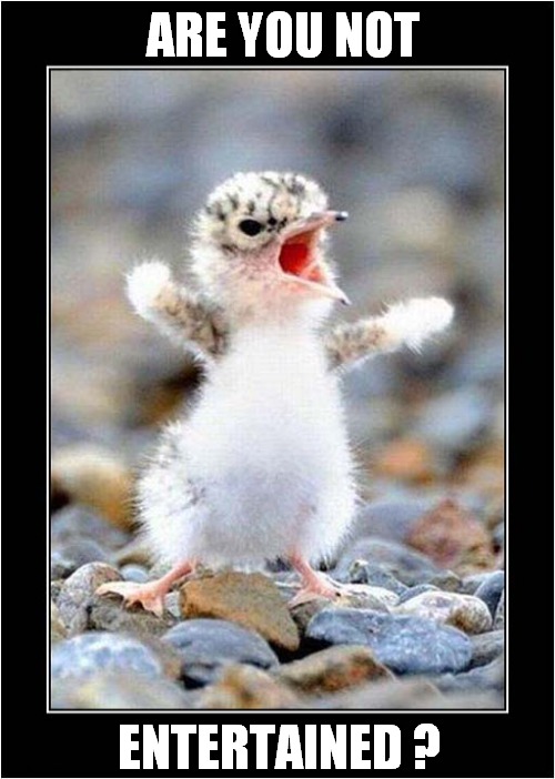 Gladiator Chick ! | ARE YOU NOT; ENTERTAINED ? | image tagged in fun,gladiator,chick,are you not entertained | made w/ Imgflip meme maker