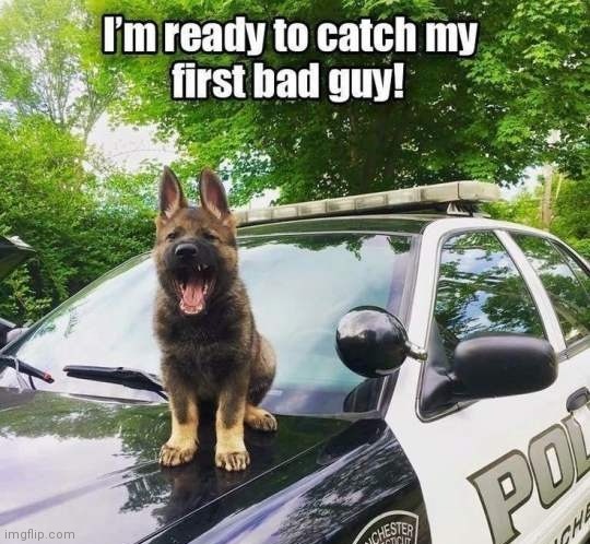 The law | image tagged in german shepherd,police,puppy | made w/ Imgflip meme maker