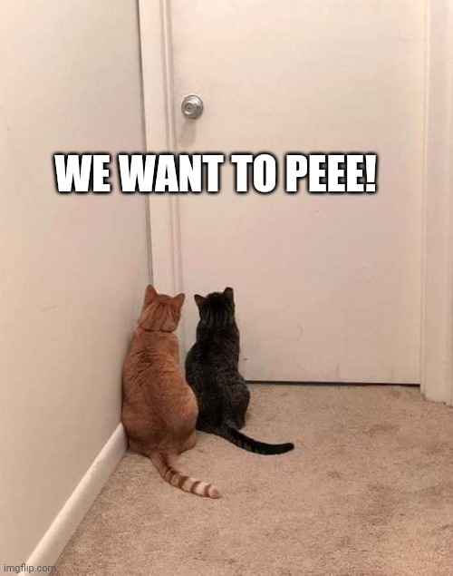 Cats | WE WANT TO PEEE! | image tagged in funny cats | made w/ Imgflip meme maker