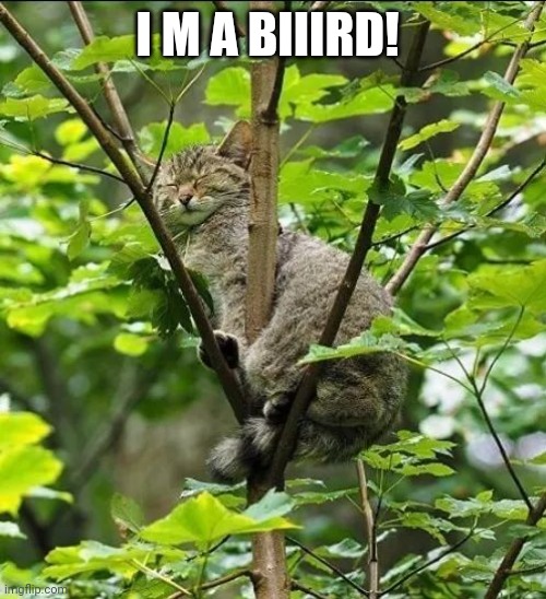 Cats | I M A BIIIRD! | image tagged in cat | made w/ Imgflip meme maker
