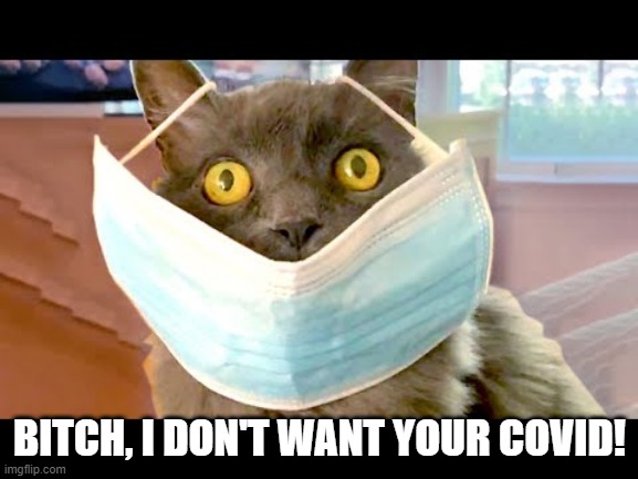 Covid Cat | BITCH, I DON'T WANT YOUR COVID! | image tagged in covid-19,funny cat | made w/ Imgflip meme maker