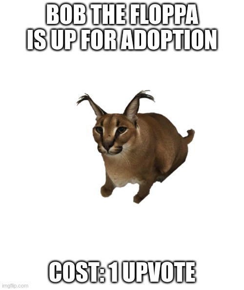 BOB IS UP FOR ADOPTION | BOB THE FLOPPA IS UP FOR ADOPTION; COST: 1 UPVOTE | image tagged in white rectangle,floppa,bob the floppa,up 4 adopttion,memes | made w/ Imgflip meme maker