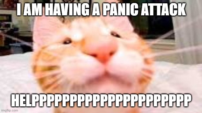 my dog is extra crunchy and has diarrhea | I AM HAVING A PANIC ATTACK; HELPPPPPPPPPPPPPPPPPPPPP | image tagged in my dog is extra crunchy and has diarrhea | made w/ Imgflip meme maker