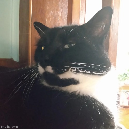 His name is stache | image tagged in cats | made w/ Imgflip meme maker