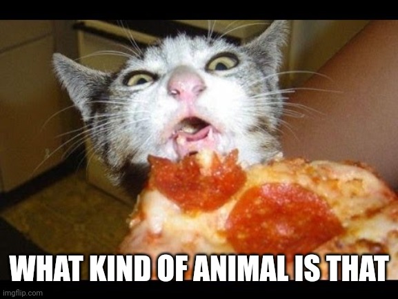 Used in comment | WHAT KIND OF ANIMAL IS THAT | image tagged in what is that | made w/ Imgflip meme maker