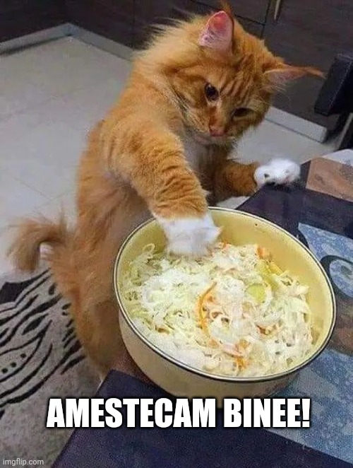 Cat chef | AMESTECAM BINEE! | image tagged in cat | made w/ Imgflip meme maker