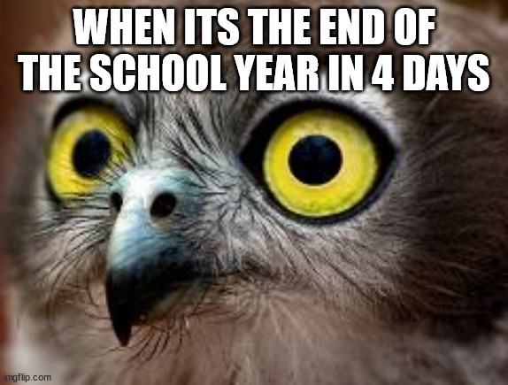 hyperactive owl | WHEN ITS THE END OF THE SCHOOL YEAR IN 4 DAYS | image tagged in hyperactive owl | made w/ Imgflip meme maker