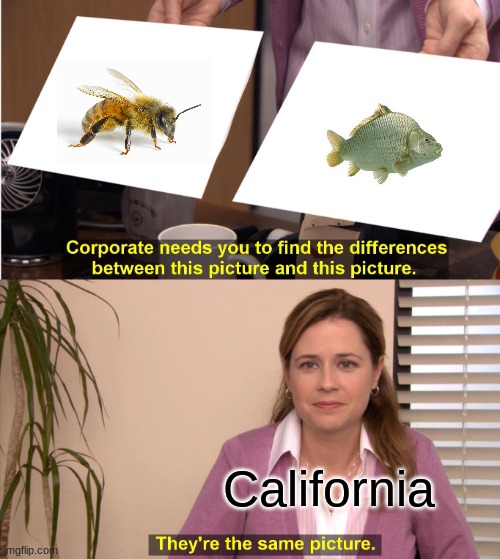 Californians when they see a bee: | California | image tagged in memes,they're the same picture,california,true | made w/ Imgflip meme maker