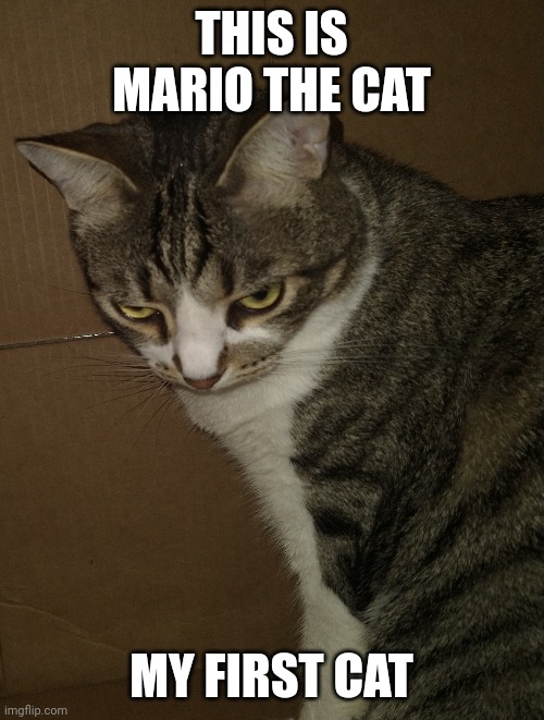 THIS IS MARIO THE CAT; MY FIRST CAT | made w/ Imgflip meme maker