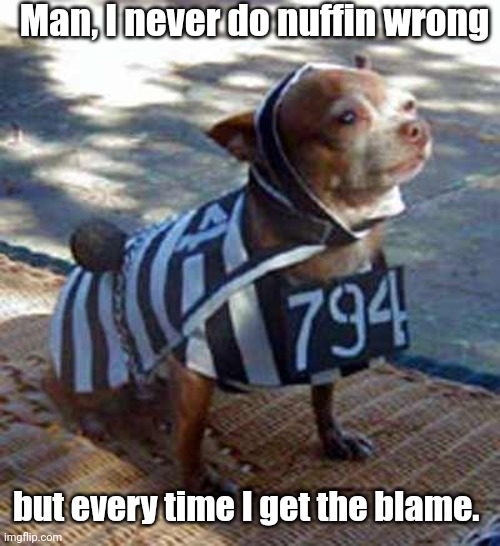 Dog Jail | Man, I never do nuffin wrong but every time I get the blame. | image tagged in dog jail | made w/ Imgflip meme maker