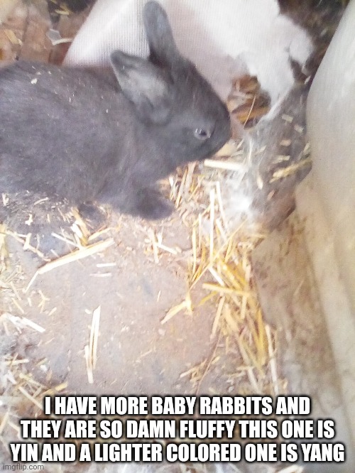 AHHHH~~~ FUCK ME DADDY BUNNY~~~~ | I HAVE MORE BABY RABBITS AND THEY ARE SO DAMN FLUFFY THIS ONE IS YIN AND A LIGHTER COLORED ONE IS YANG | made w/ Imgflip meme maker