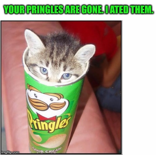 Nom nom nom | YOUR PRINGLES ARE GONE. I ATED THEM. | image tagged in cat pringles,cute cat | made w/ Imgflip meme maker