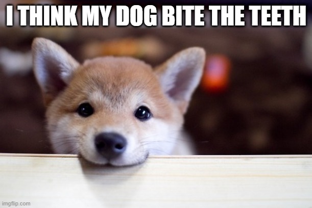 this happened on my dog(true story) (sorry for i type teeth i mean table) my dog bite my kitchen table | I THINK MY DOG BITE THE TEETH | image tagged in cute dog | made w/ Imgflip meme maker