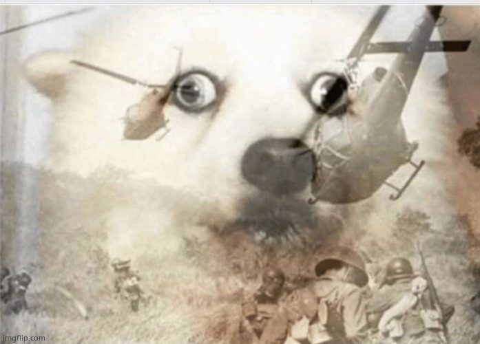 PTSD dog | image tagged in ptsd dog | made w/ Imgflip meme maker