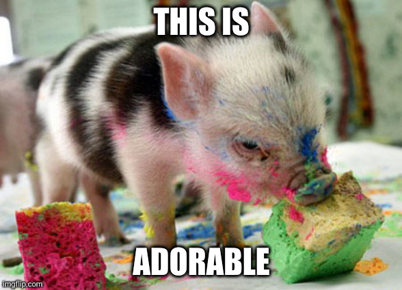 yesh | THIS IS; ADORABLE | image tagged in pig out on birthday cake | made w/ Imgflip meme maker