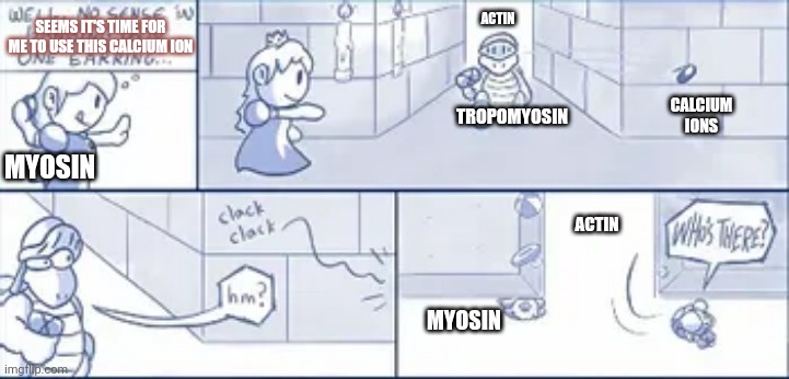 ACTIN; SEEMS IT'S TIME FOR ME TO USE THIS CALCIUM ION; CALCIUM IONS; TROPOMYOSIN; MYOSIN; ACTIN; MYOSIN | made w/ Imgflip meme maker