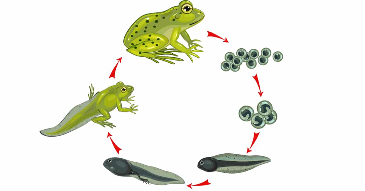 Frog life cycle Blank Meme Template