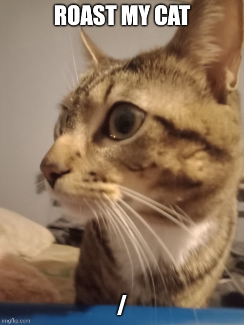 Do it | ROAST MY CAT; / | image tagged in cat,memes,oh wow are you actually reading these tags,you have been eternally cursed for reading the tags | made w/ Imgflip meme maker