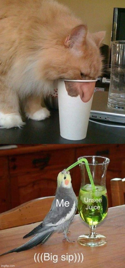 Why, what a beautiful cat | image tagged in cat,cup | made w/ Imgflip meme maker