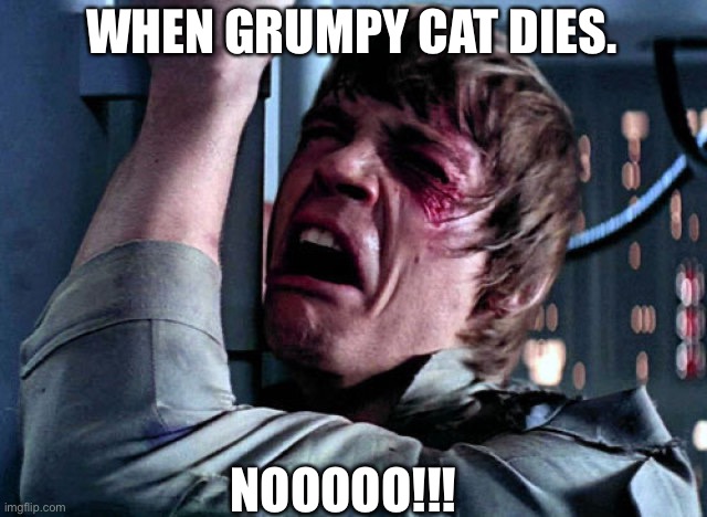 It has been 3 years now... | WHEN GRUMPY CAT DIES. NOOOOO!!! | image tagged in nooo,grumpy cat's death,memories,repost | made w/ Imgflip meme maker