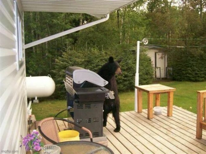 Bear at BBQ | image tagged in bear | made w/ Imgflip meme maker