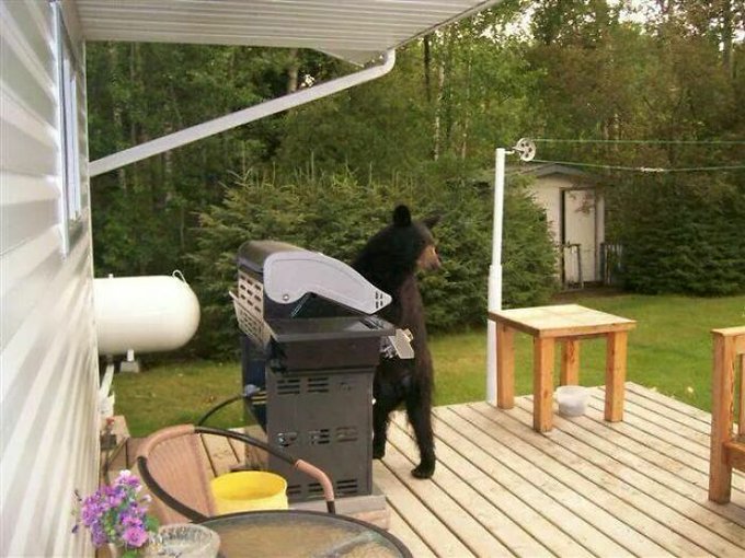 Bear BBQ Blank Meme Template