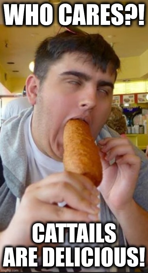 corndog | WHO CARES?! CATTAILS ARE DELICIOUS! | image tagged in corndog | made w/ Imgflip meme maker