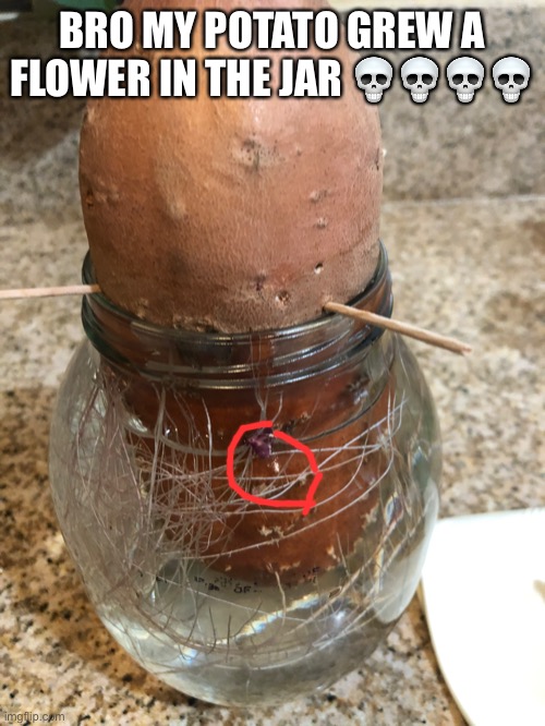 BRO MY POTATO GREW A FLOWER IN THE JAR 💀💀💀💀 | made w/ Imgflip meme maker