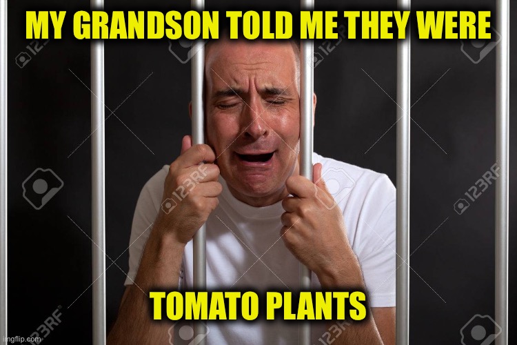 Meanwhile in Alabama | MY GRANDSON TOLD ME THEY WERE; TOMATO PLANTS | image tagged in memes | made w/ Imgflip meme maker