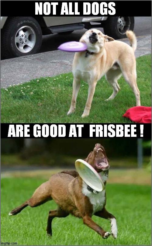 To Make You Smile ! | NOT ALL DOGS; ARE GOOD AT  FRISBEE ! | image tagged in dogs,fails,frisbee,to make you smile | made w/ Imgflip meme maker