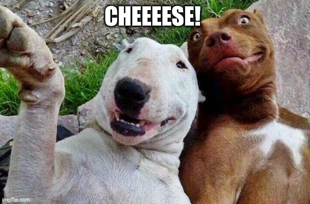 Dogs smile | CHEEEESE! | image tagged in dog | made w/ Imgflip meme maker