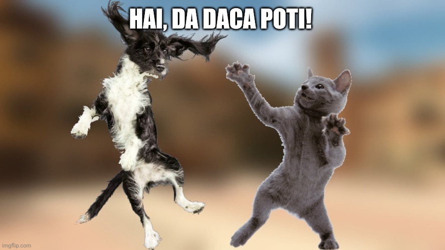 Bataie | HAI, DA DACA POTI! | image tagged in dog | made w/ Imgflip meme maker