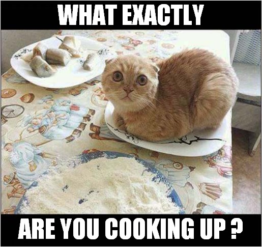 Cat Worried He's An Ingredient ! | WHAT EXACTLY; ARE YOU COOKING UP ? | image tagged in cats,worried,ingredients,cooking | made w/ Imgflip meme maker