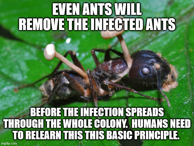 zombie fungus ant | EVEN ANTS WILL REMOVE THE INFECTED ANTS BEFORE THE INFECTION SPREADS THROUGH THE WHOLE COLONY.  HUMANS NEED TO RELEARN THIS THIS BASIC PRINC | image tagged in zombie fungus ant | made w/ Imgflip meme maker