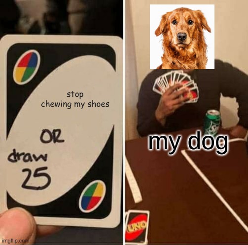 Things I don't understand about pets Part 2 | stop chewing my shoes; my dog | image tagged in memes,uno draw 25 cards | made w/ Imgflip meme maker